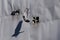 A pigeon leaves its coup in the early morning in the town of Goreme in the Cappadocia region of Turkey.