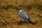 Pigeon looking for a food on brown arable