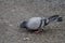 Pigeon looking for food on the ground.