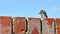 Pigeon Looking Over A Wall