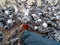 Pigeon on a man`s foot