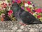 Pigeon near Monastery in Moscow, Russia.