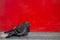 Pigeon near a red wall