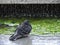 Pigeon near water for refreshment