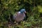 Pigeon nesting in Thuja