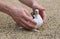 Pigeon Nestling Bird white on sand and Man Hands