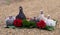 Pigeon Nestlings Birds sitting on sand