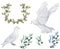 Pigeon and olive clip art digital drawing watercolor bird fly peace dove for wedding celebration illustration similar on