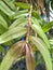 Pigeon orchid saplings hanging on a tree