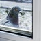 The pigeon outside the window. Dove in winter sits on the windowsill and looks out the window