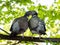 Pigeon pair kissing on the branch among green foliage in spring