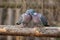 Pigeon pair sitting on a tree