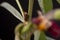 Pigeon pea plant. Low key studio still life of greenery herb con