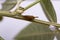 Pigeon pea plant. Low key studio still life of greenery herb con