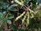pigeon pea or tuvar beans vegetable on plant, green peas