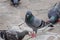 Pigeon pecking food on the floor without knowing what.