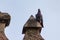 Pigeon perched on a Chapel at Pigeon Park