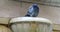 Pigeon perched on a fountain