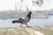 Pigeon perched on a stone wall