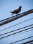 Pigeon Perched on a Wire