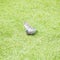 The pigeon playing water drop from springer for cool down in the afternoon on grass floor in the public park