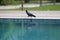 Pigeon On Pool