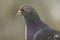 Pigeon portrait