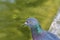 Pigeon portrait closeup, street dove with orange eyes (Columba livia domestica)