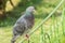 Pigeon Portrait On A Fence