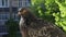 Pigeon portrait, sunny day, pigeon female