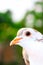 Pigeon posing for a photo. Front view of the face of pigeon face to face with green background.