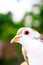 Pigeon posing for a photo. Front view of the face of pigeon face to face with green background.