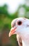 Pigeon posing for a photo. Front view of the face of pigeon face to face with green background.