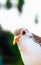 Pigeon posing for a photo. Front view of the face of pigeon face to face with green background.