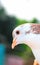 Pigeon posing for a photo. Front view of the face of pigeon face to face with green background.