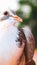 Pigeon posing for a photo. Front view of the face of pigeon face to face with green background.