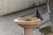 Pigeon in a public fountain of the viewpoint of San Pedro Alcantara, Lisbon, Portugal