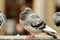 A pigeon with a puffed out chest