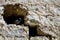 Pigeon resting in the ruins of an ancient wall