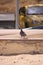 A pigeon resting on the sidewalk near the beach sand