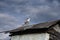 Pigeon is on the roof of dovecote, against a beautiful sky