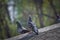 Pigeon on roof of house. The gray beautiful feral pigeon standing on roof. Behind it is the sky background is beautiful