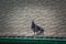 Pigeon on roof of house. The gray beautiful feral pigeon standing on roof. Behind it is the sky background is beautiful