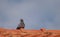 Pigeon on the roof of the house, standing pigeon, dove or dove on blurred background