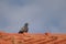 Pigeon on the roof of the house, standing pigeon, dove or dove on blurred background