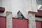 Pigeon roosting on a derelict abandoned building