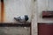 Pigeon roosting on a derelict abandoned building