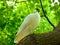 Pigeon roosting on a tree branch