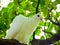 Pigeon roosting on a tree branch