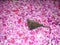 A pigeon on the rose-petals.